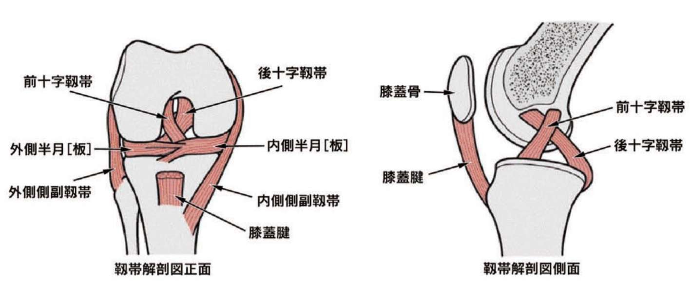 膝前十字靱帯損傷の治療 整形外科 千船病院 大阪市