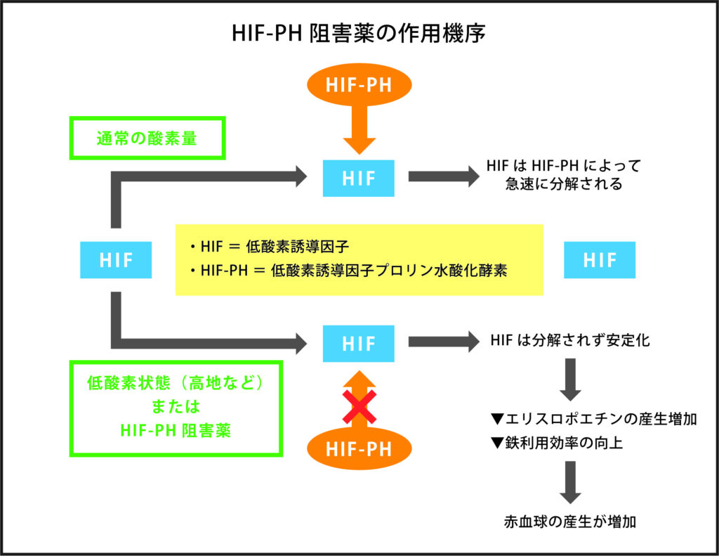 エリスロポエチンと低酸素誘導因子