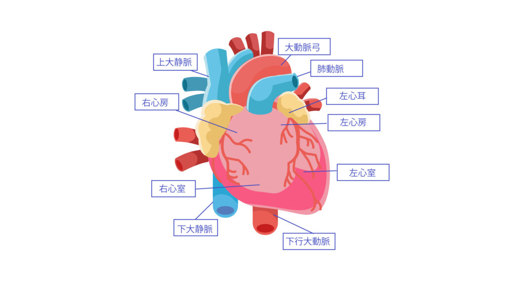 心臓の構造と頻脈、カテーテルアブレーションについて