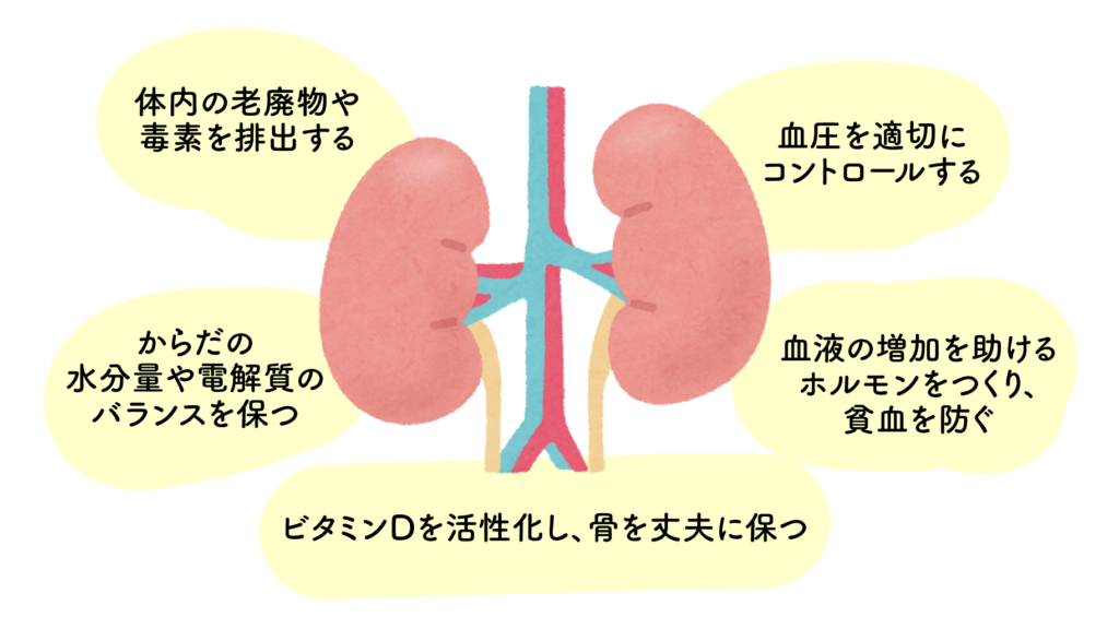 腎臓の働き